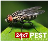 247 Fly Pest Control Brisbane image 2